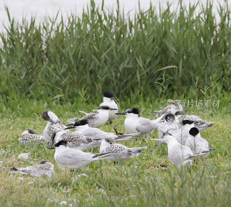 燕鸥(Sterna sandvicensis)